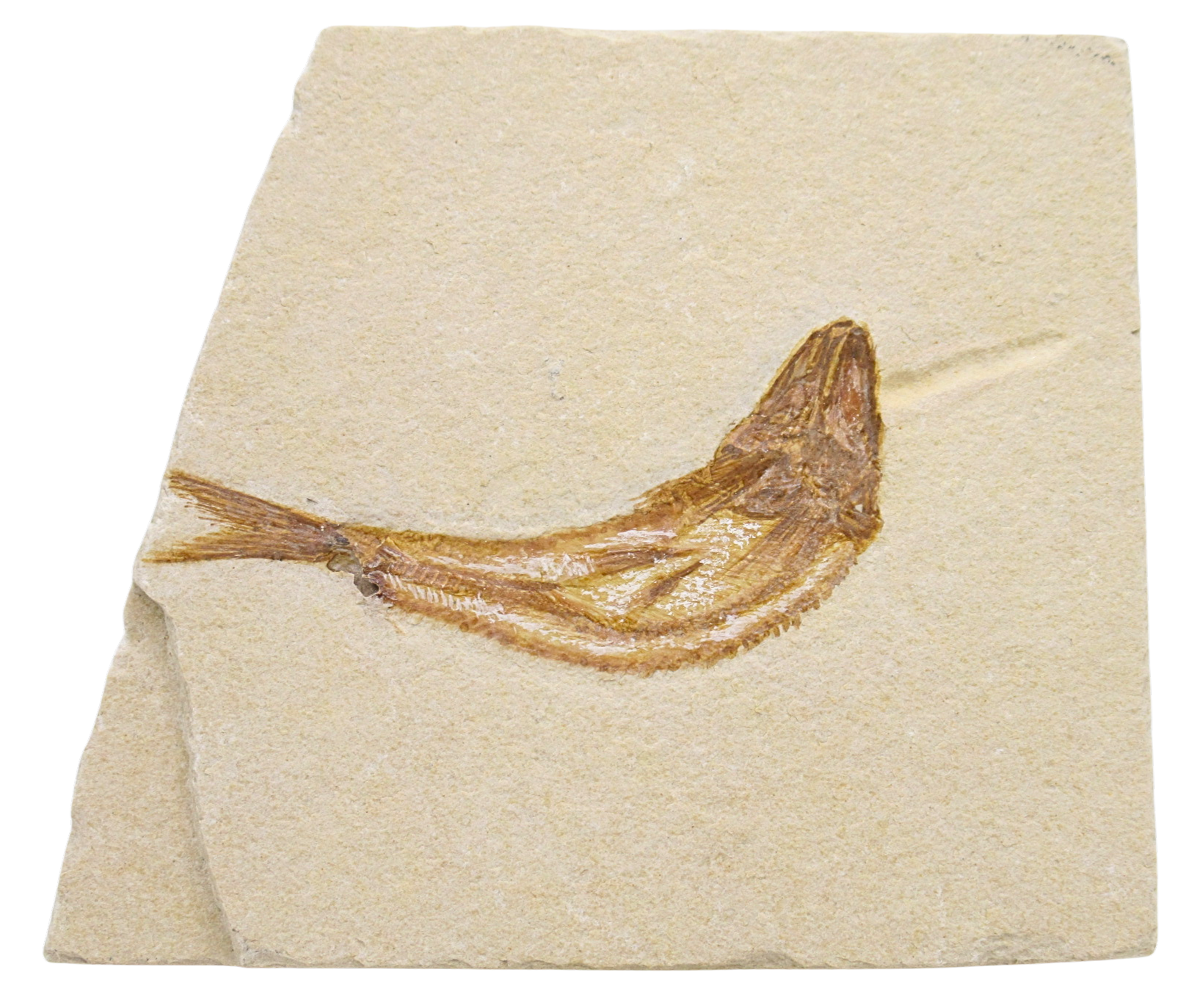 Lebanon Fossil Fish For Sale Genuine Cretaceous Fish Fossils 134 | Fossils for Sale Lebanon Fossil Fish For Sale Genuine Cretaceous Fish Fossils 134