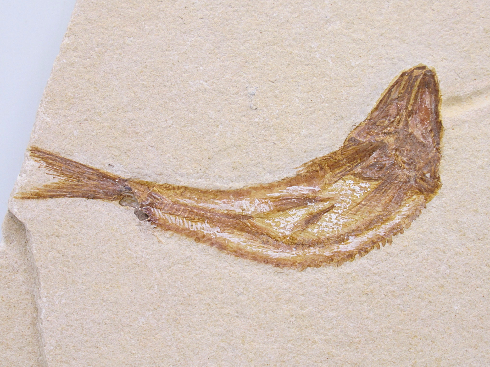 Lebanon Fossil Fish For Sale Genuine Cretaceous Fish Fossils 134a | Fossils for Sale Lebanon Fossil Fish For Sale Genuine Cretaceous Fish Fossils 134a