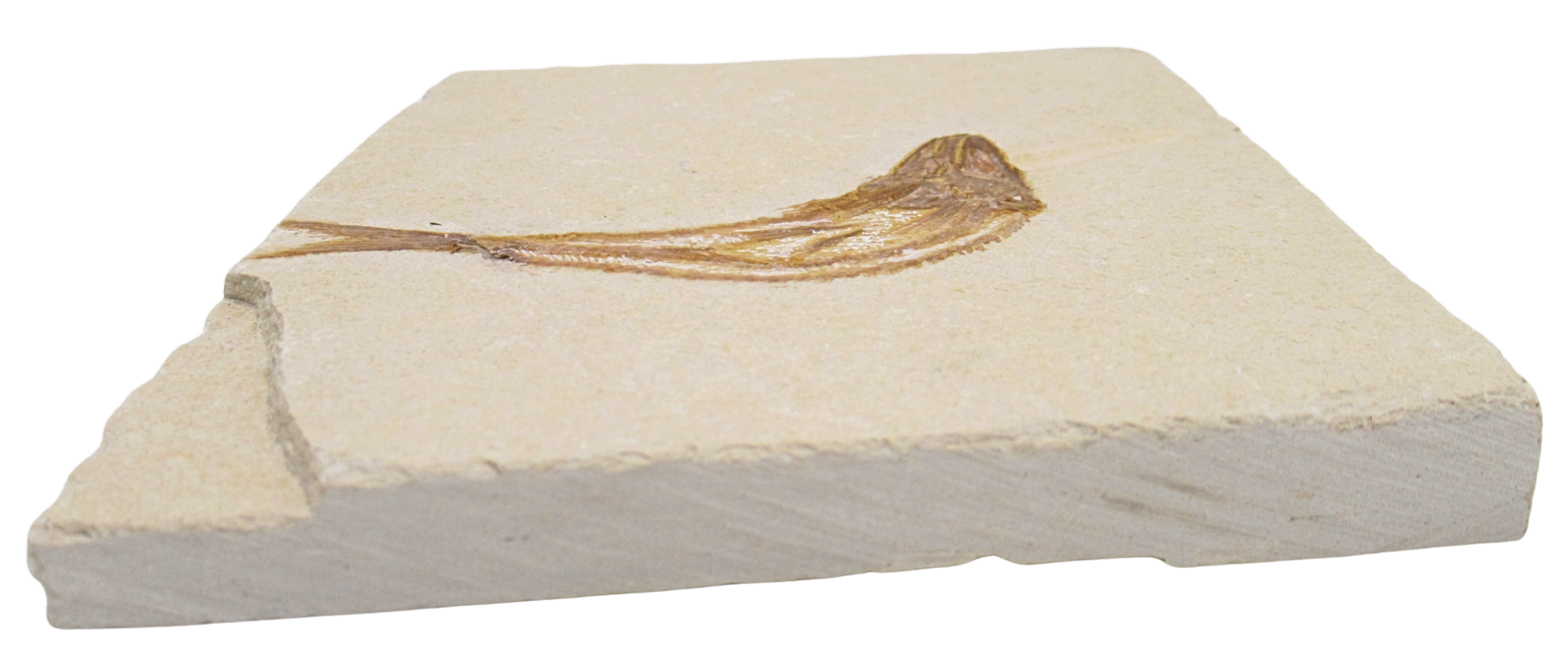 Lebanon Fossil Fish For Sale Genuine Cretaceous Fish Fossils 134b | Fossils for Sale Lebanon Fossil Fish For Sale Genuine Cretaceous Fish Fossils 134b