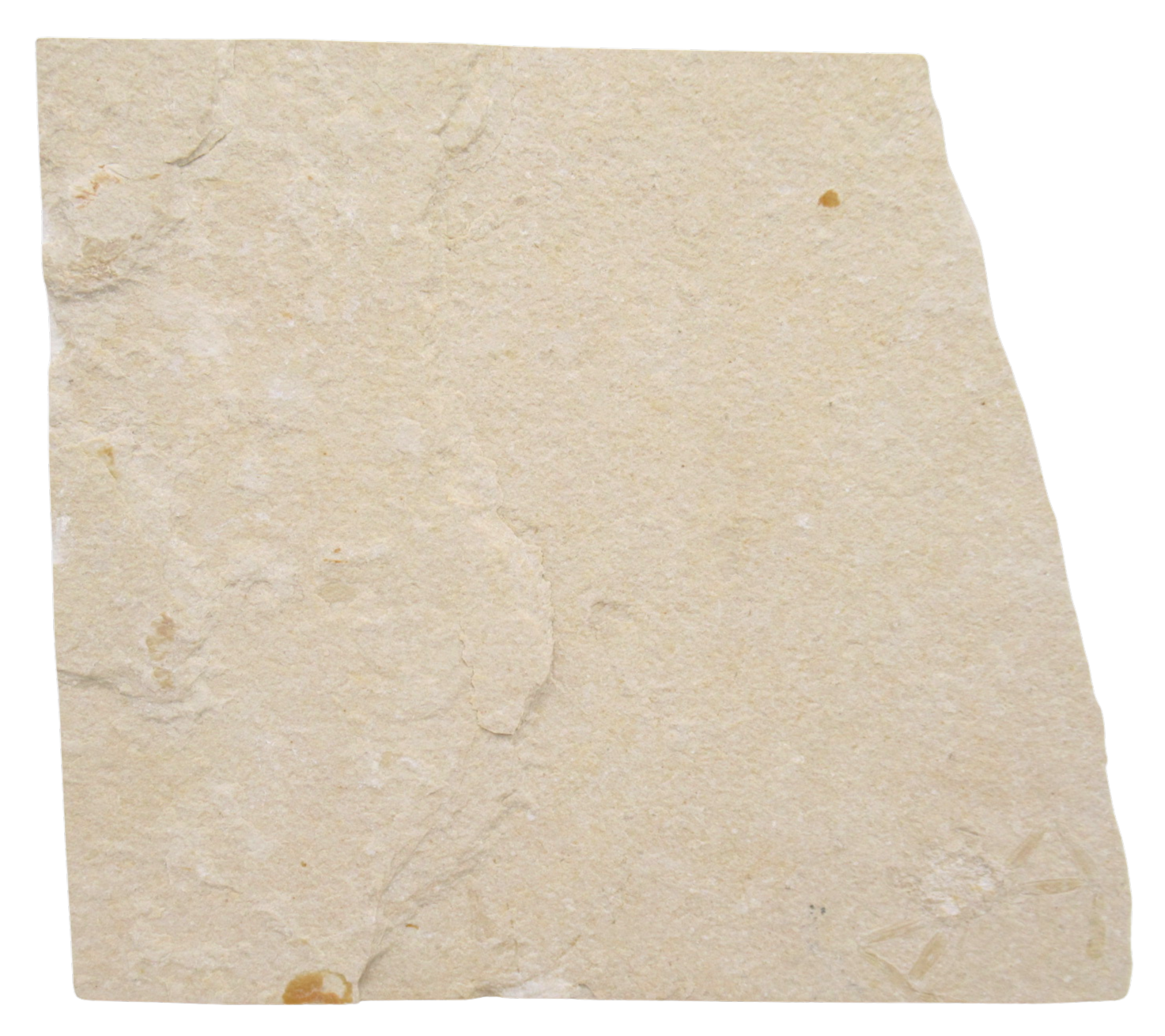 Lebanon Fossil Fish For Sale Genuine Cretaceous Fish Fossils 134c | Fossils for Sale Lebanon Fossil Fish For Sale Genuine Cretaceous Fish Fossils 134c