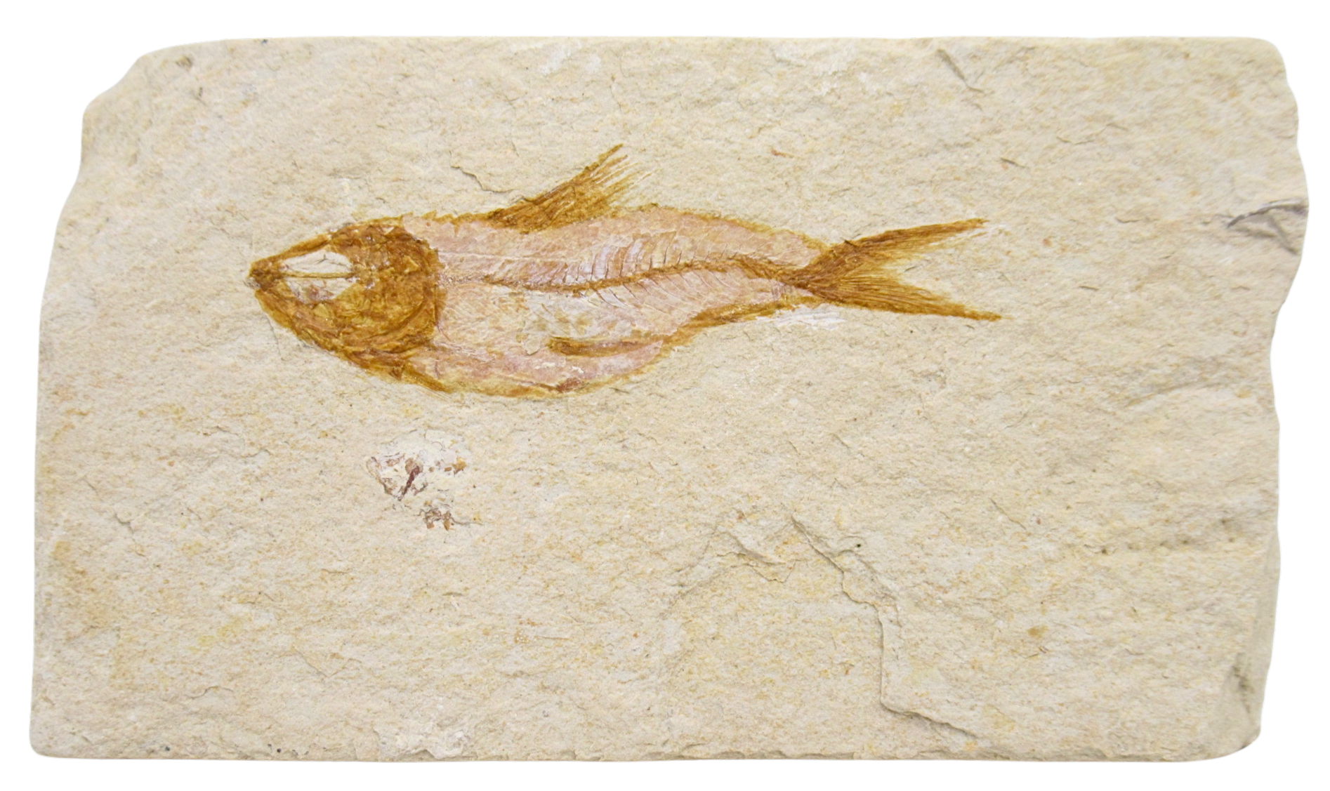 Lebanon Fossil Fish For Sale Genuine Cretaceous Fish Fossils 135 | Fossils for Sale Lebanon Fossil Fish For Sale Genuine Cretaceous Fish Fossils 135
