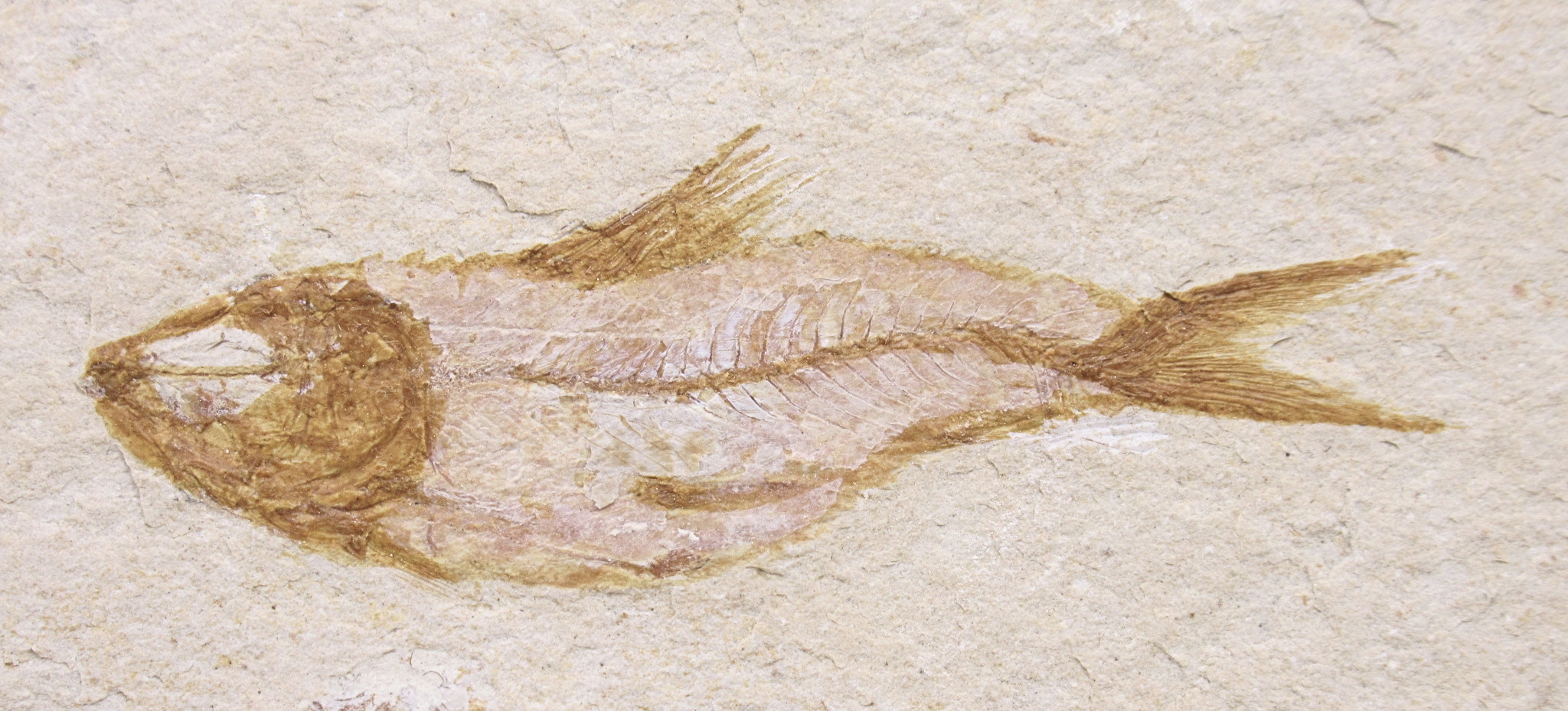 Lebanon Fossil Fish For Sale Genuine Cretaceous Fish Fossils 135a | Fossils for Sale Lebanon Fossil Fish For Sale Genuine Cretaceous Fish Fossils 135a