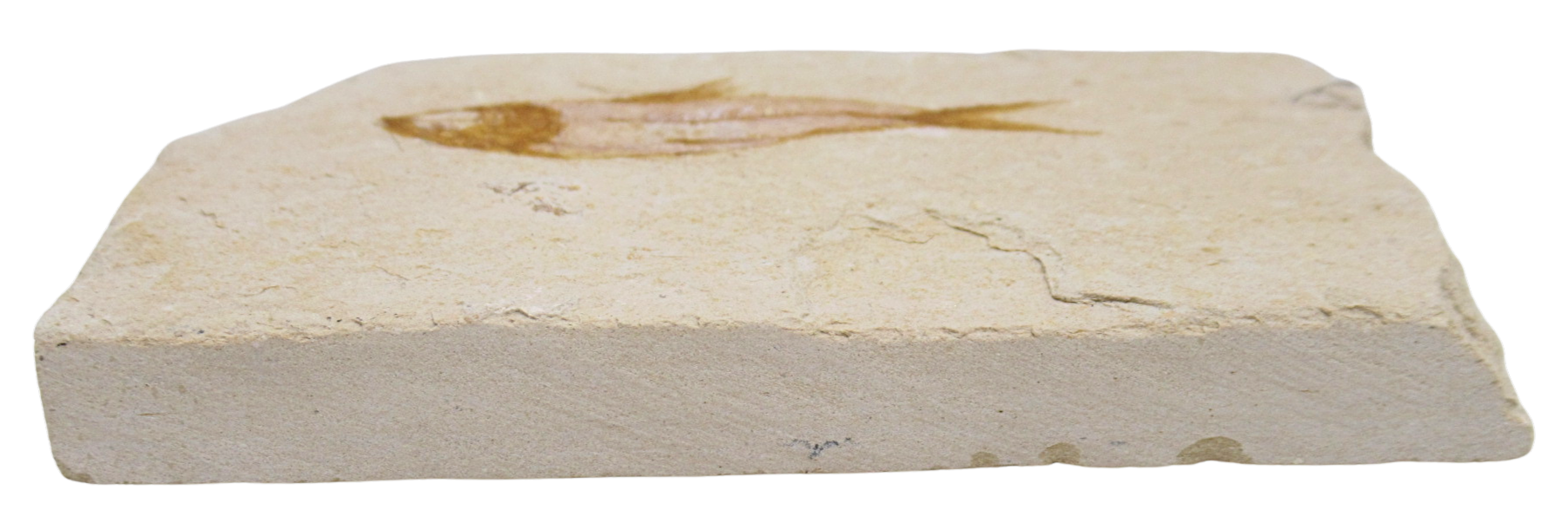 Lebanon Fossil Fish For Sale Genuine Cretaceous Fish Fossils 135b | Fossils for Sale Lebanon Fossil Fish For Sale Genuine Cretaceous Fish Fossils 135b