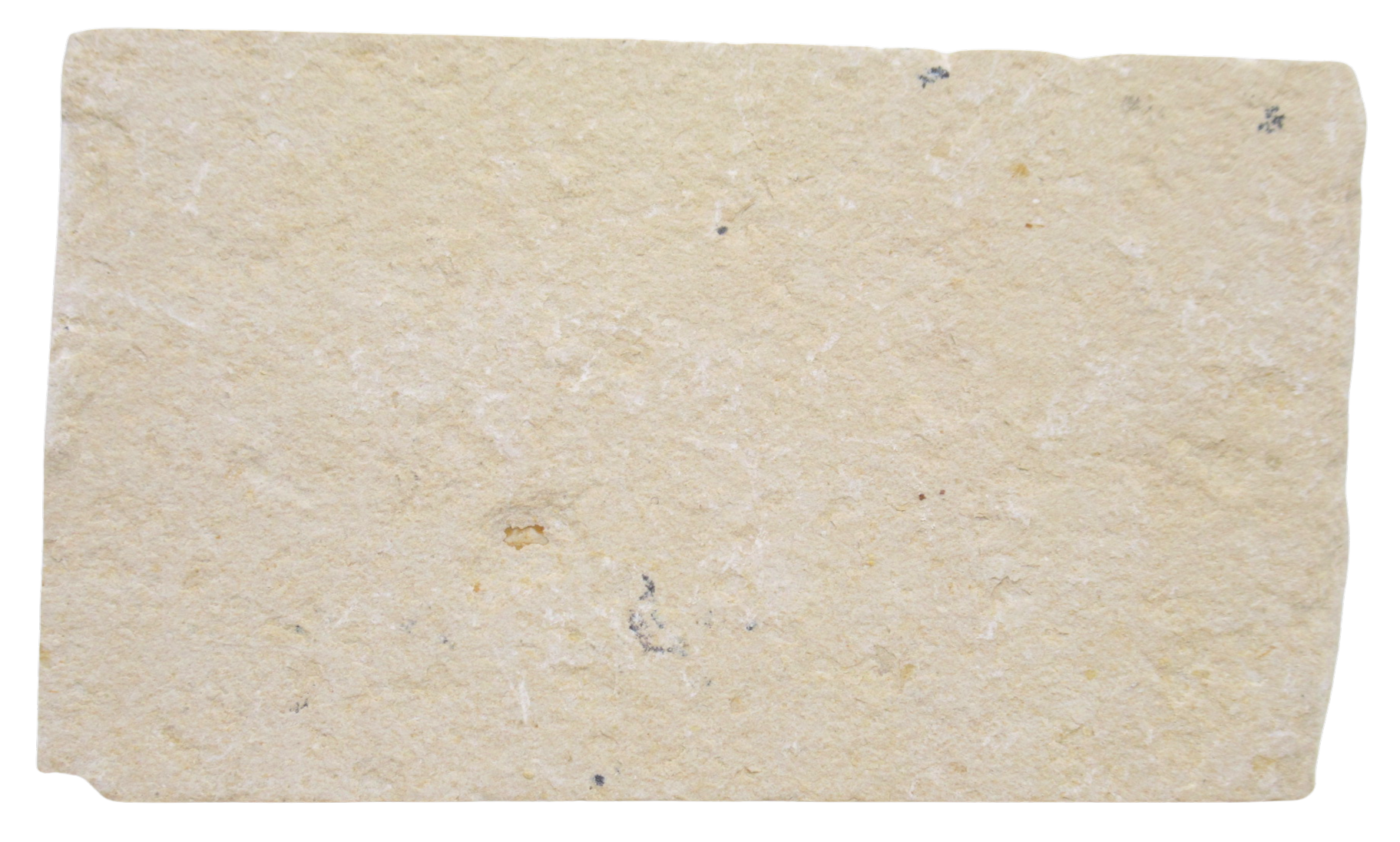 Lebanon Fossil Fish For Sale Genuine Cretaceous Fish Fossils 135c | Fossils for Sale Lebanon Fossil Fish For Sale Genuine Cretaceous Fish Fossils 135c