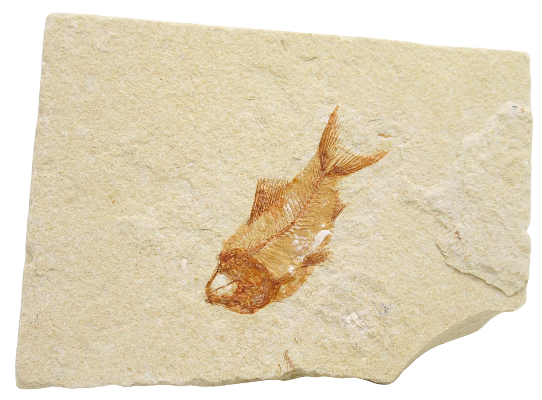 Lebanon Fossil Fish For Sale Genuine Cretaceous Fish Fossils 136 | Fossils for Sale Lebanon Fossil Fish For Sale Genuine Cretaceous Fish Fossils 136