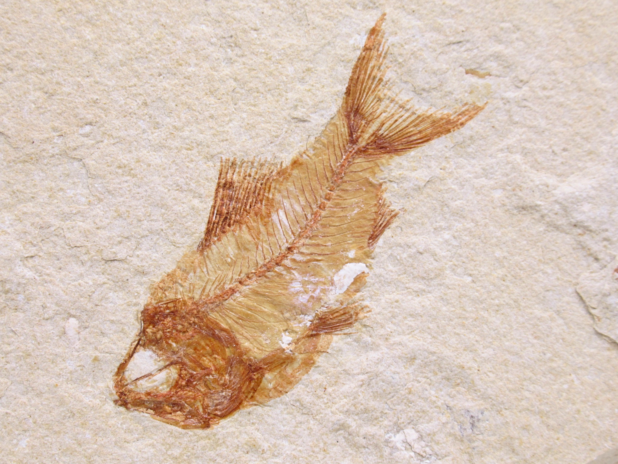 Lebanon Fossil Fish For Sale Genuine Cretaceous Fish Fossils 136a | Fossils for Sale Lebanon Fossil Fish For Sale Genuine Cretaceous Fish Fossils 136a