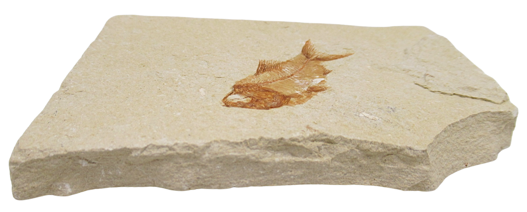 Lebanon Fossil Fish For Sale Genuine Cretaceous Fish Fossils 136b | Fossils for Sale Lebanon Fossil Fish For Sale Genuine Cretaceous Fish Fossils 136b
