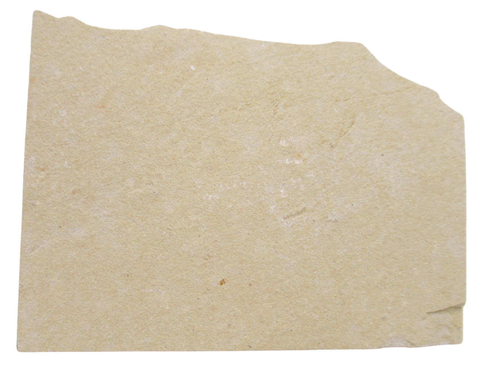Lebanon Fossil Fish For Sale Genuine Cretaceous Fish Fossils 136c | Fossils for Sale Lebanon Fossil Fish For Sale Genuine Cretaceous Fish Fossils 136c