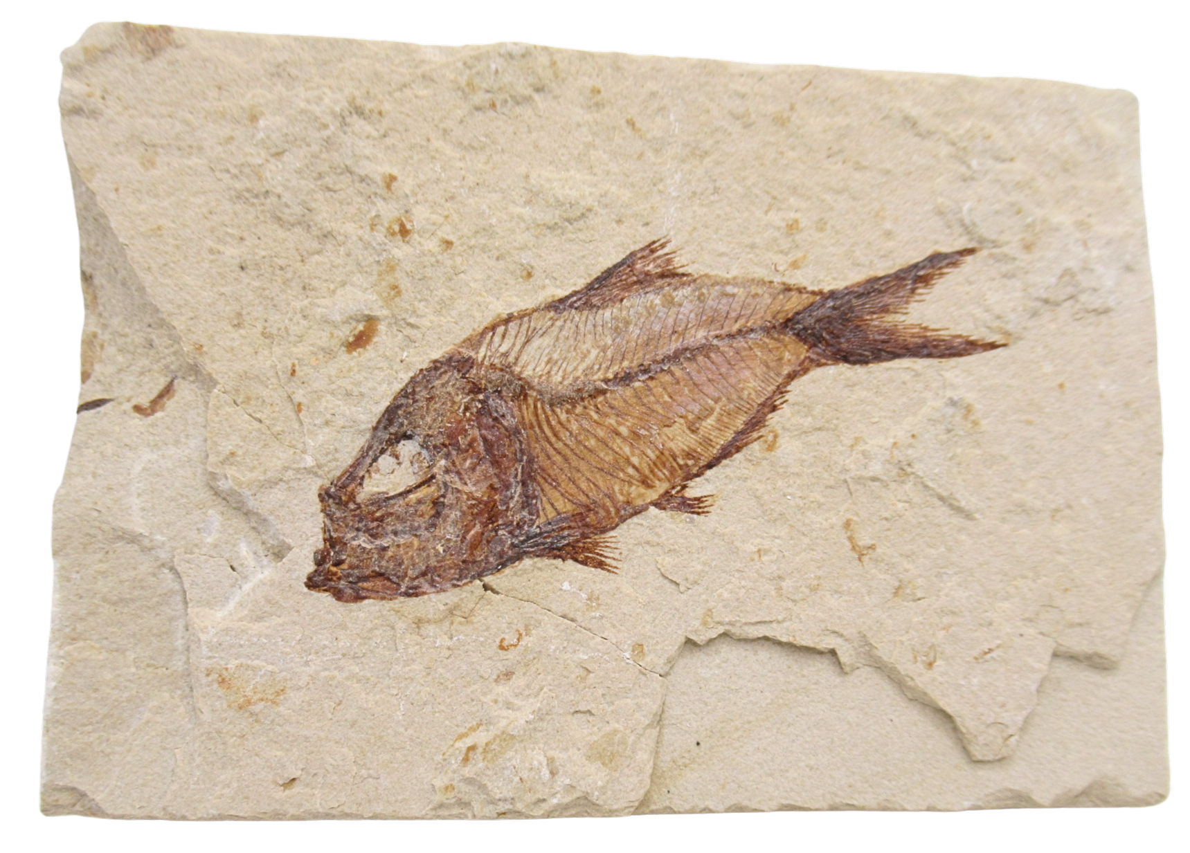 Lebanon Fossil Fish For Sale Genuine Cretaceous Fish Fossils 137 | Fossils for Sale Lebanon Fossil Fish For Sale Genuine Cretaceous Fish Fossils 137