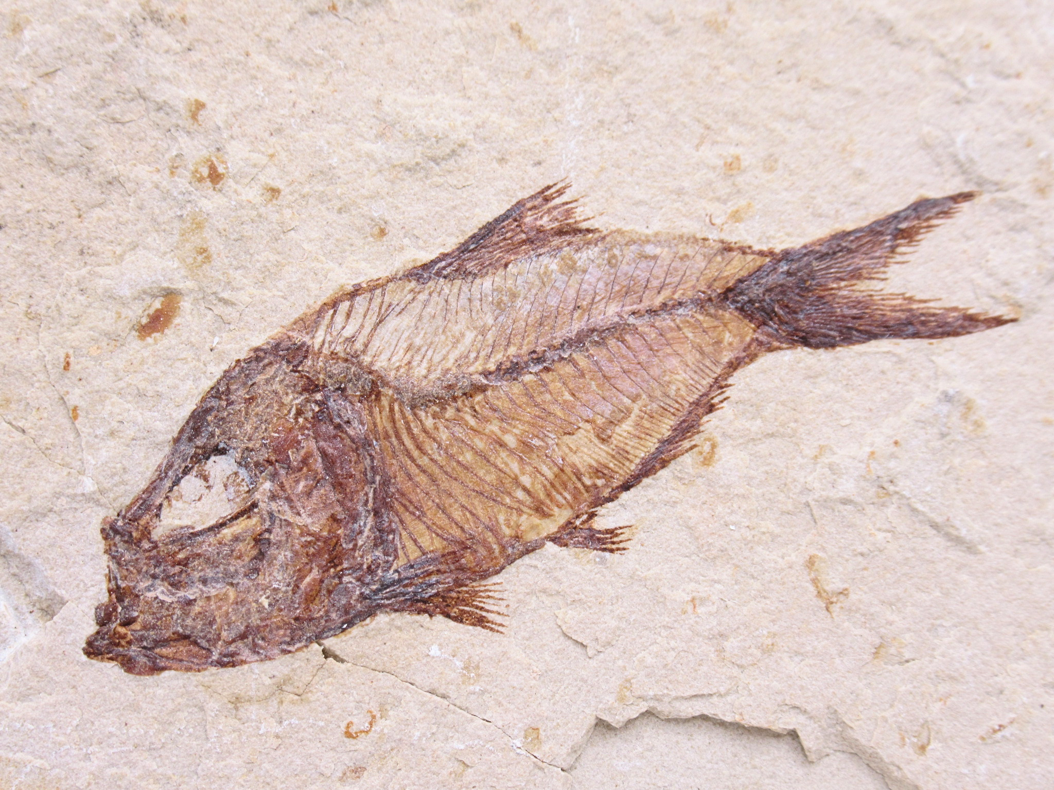 Lebanon Fossil Fish For Sale Genuine Cretaceous Fish Fossils 137a | Fossils for Sale Lebanon Fossil Fish For Sale Genuine Cretaceous Fish Fossils 137a