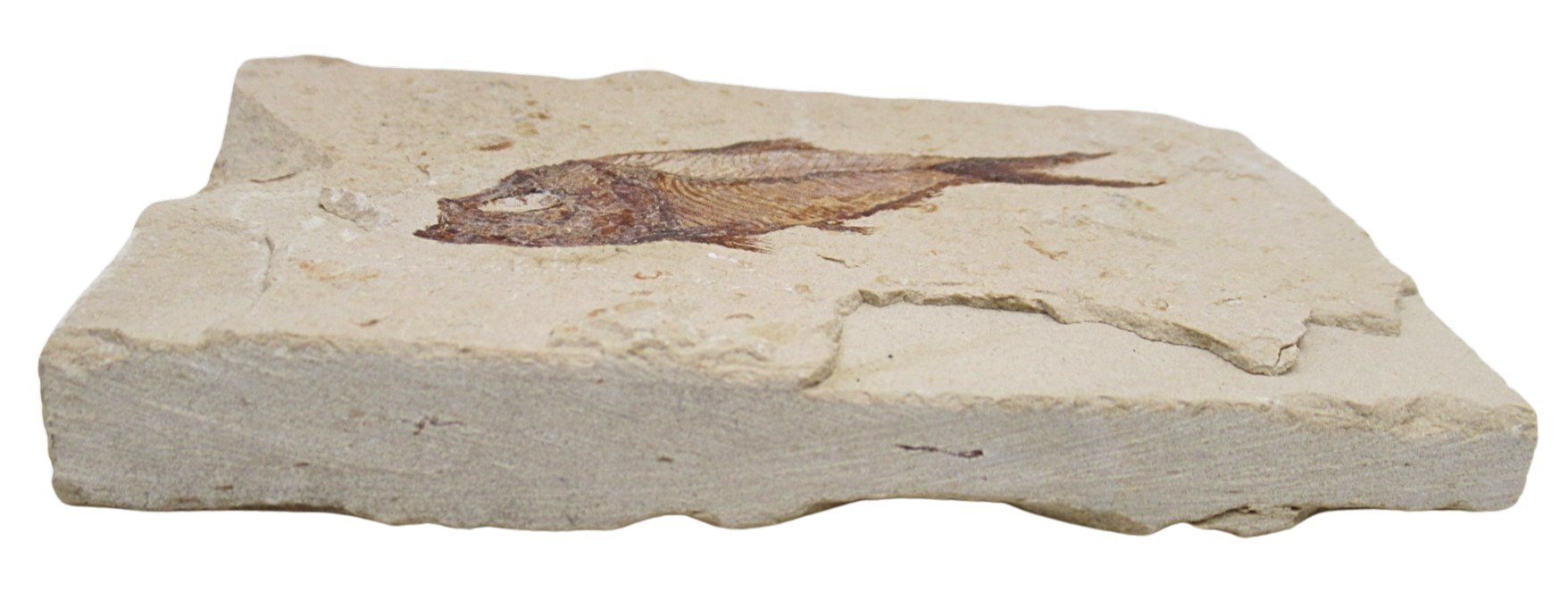 Lebanon Fossil Fish For Sale Genuine Cretaceous Fish Fossils 137b | Fossils for Sale Lebanon Fossil Fish For Sale Genuine Cretaceous Fish Fossils 137b