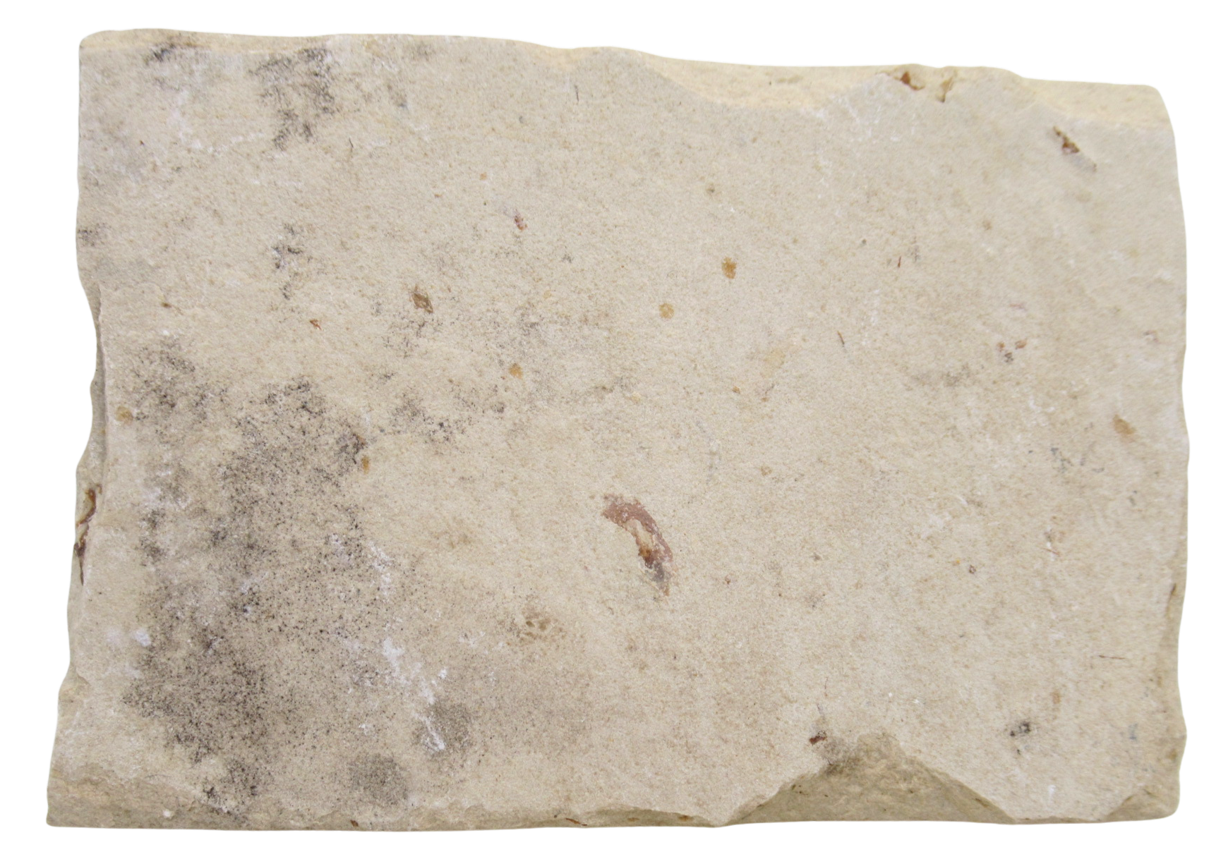 Lebanon Fossil Fish For Sale Genuine Cretaceous Fish Fossils 137c | Fossils for Sale Lebanon Fossil Fish For Sale Genuine Cretaceous Fish Fossils 137c