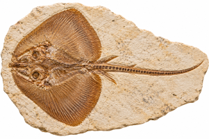 Lebanon Ray | Fossils for Sale Cyclobatis