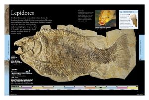 Lepidotus