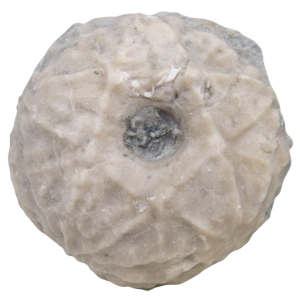 Michigan Crinoid Fossils For Sale Genuine Fossils 1