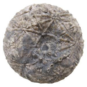 Michigan Crinoid Fossils For Sale Genuine Fossils 10