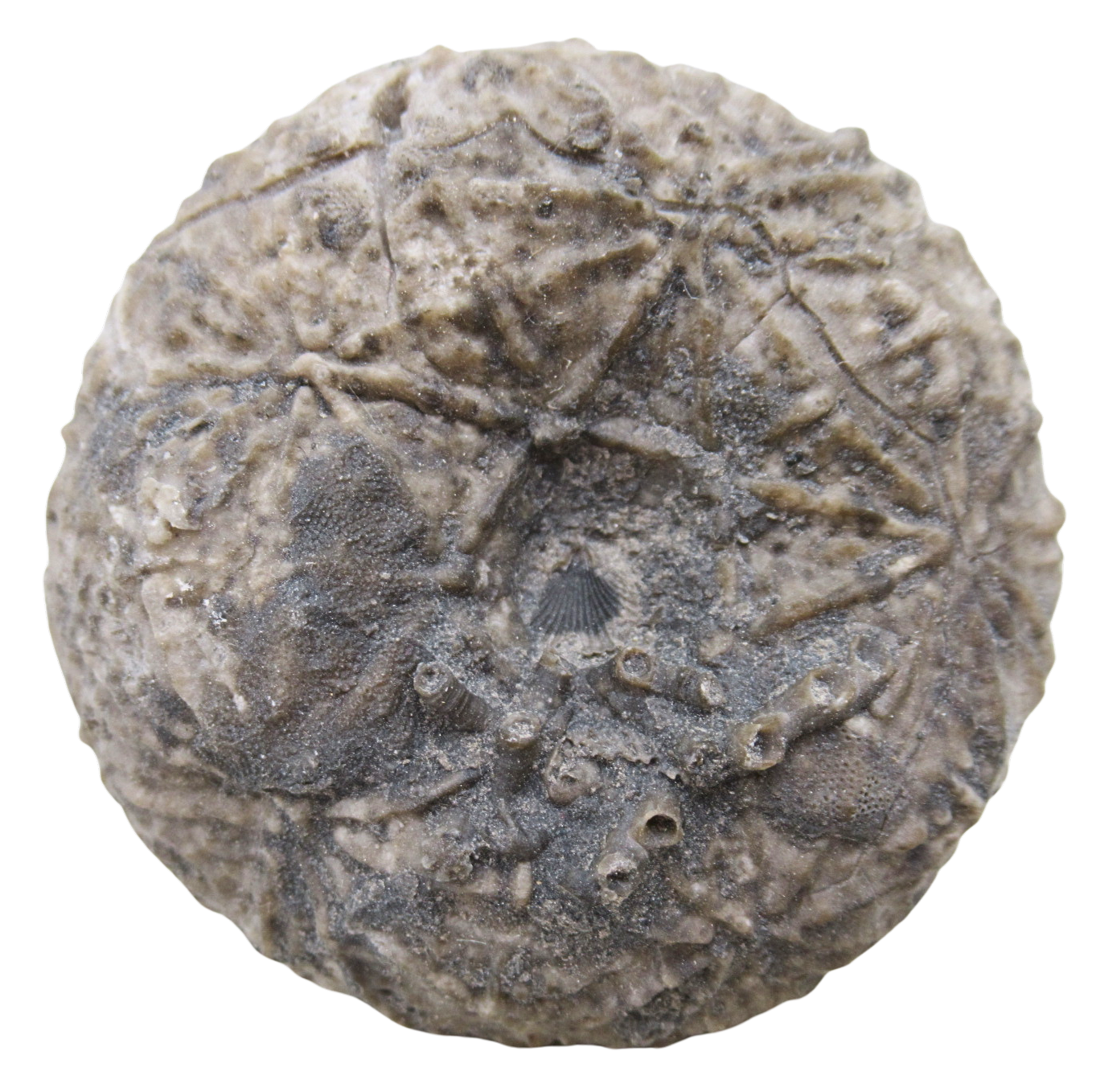Michigan Crinoid Fossils For Sale Genuine Fossils 10 | Fossils for Sale Michigan Crinoid Fossils For Sale Genuine Fossils 10