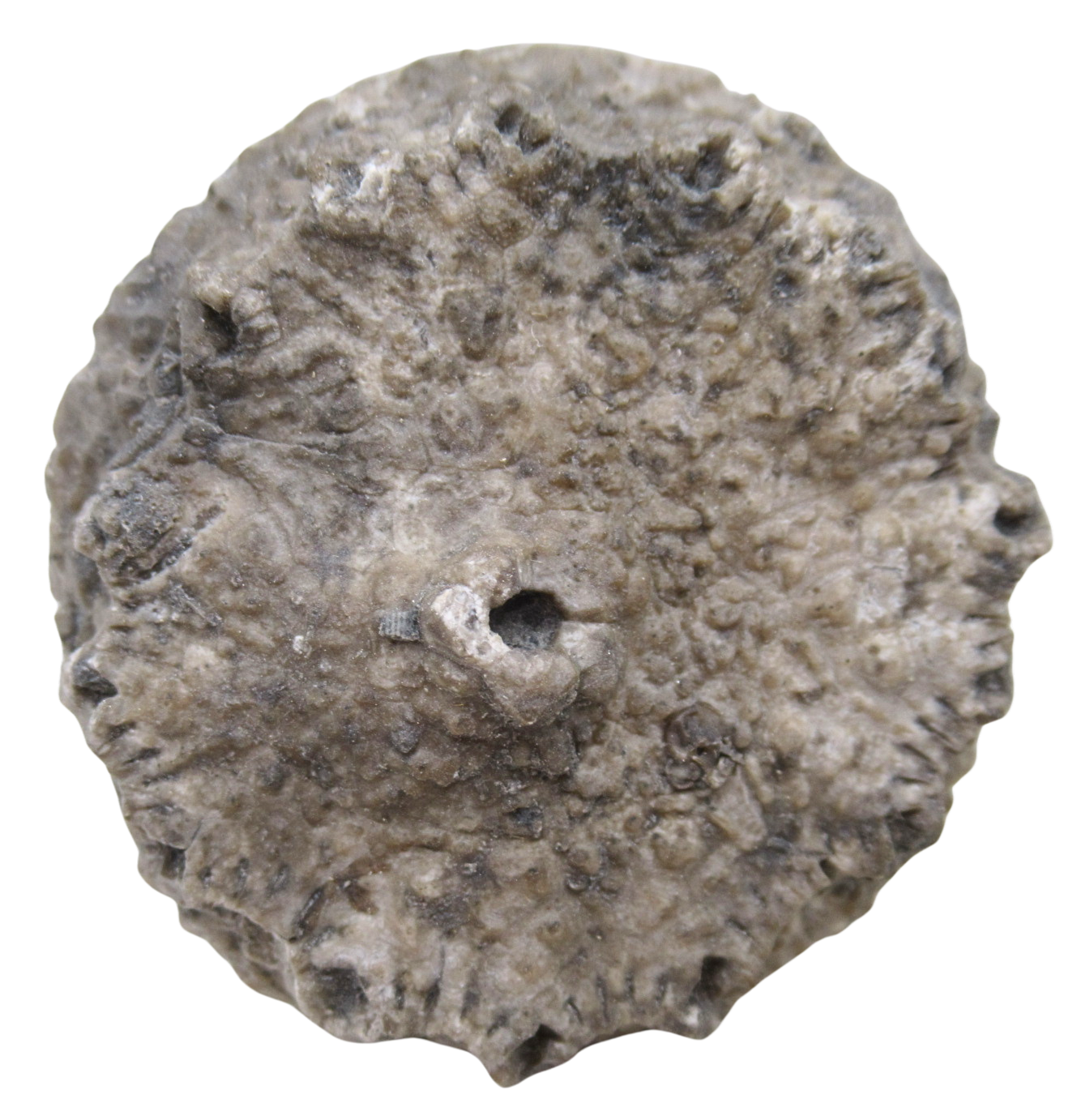 Michigan Crinoid Fossils For Sale Genuine Fossils 10a | Fossils for Sale Michigan Crinoid Fossils For Sale Genuine Fossils 10a