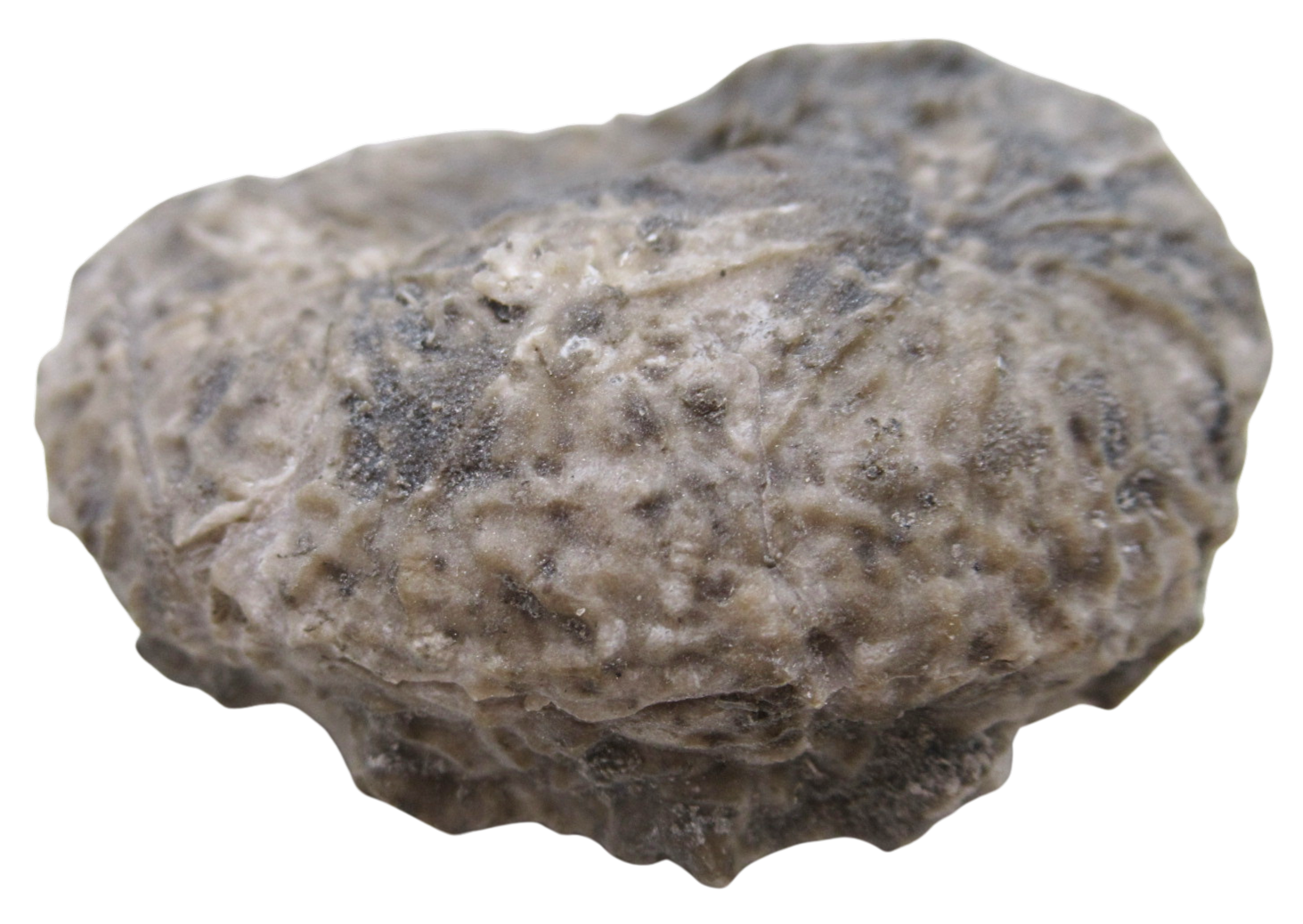 Michigan Crinoid Fossils For Sale Genuine Fossils 10b | Fossils for Sale Michigan Crinoid Fossils For Sale Genuine Fossils 10b