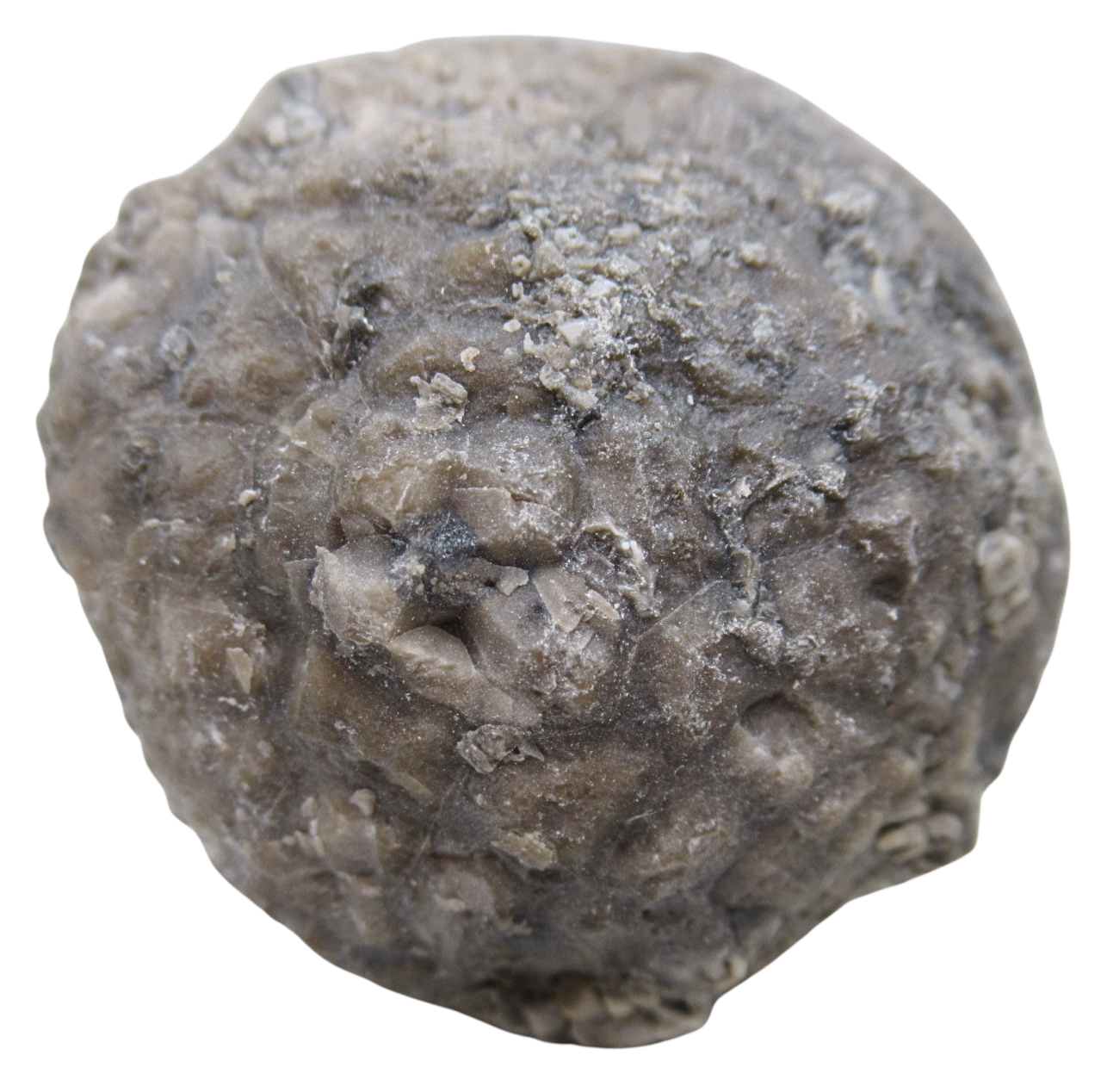 Michigan Crinoid Fossils For Sale Genuine Fossils 11 | Fossils for Sale Michigan Crinoid Fossils For Sale Genuine Fossils 11