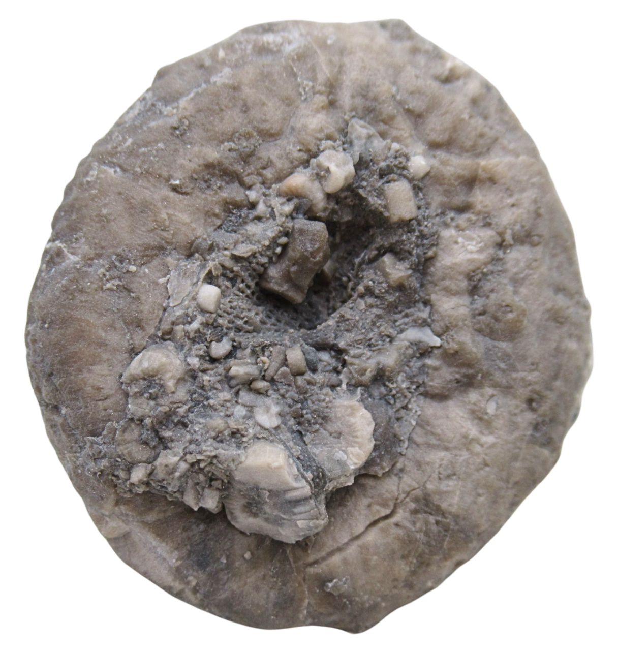 Michigan Crinoid Fossils For Sale Genuine Fossils 11a | Fossils for Sale Michigan Crinoid Fossils For Sale Genuine Fossils 11a