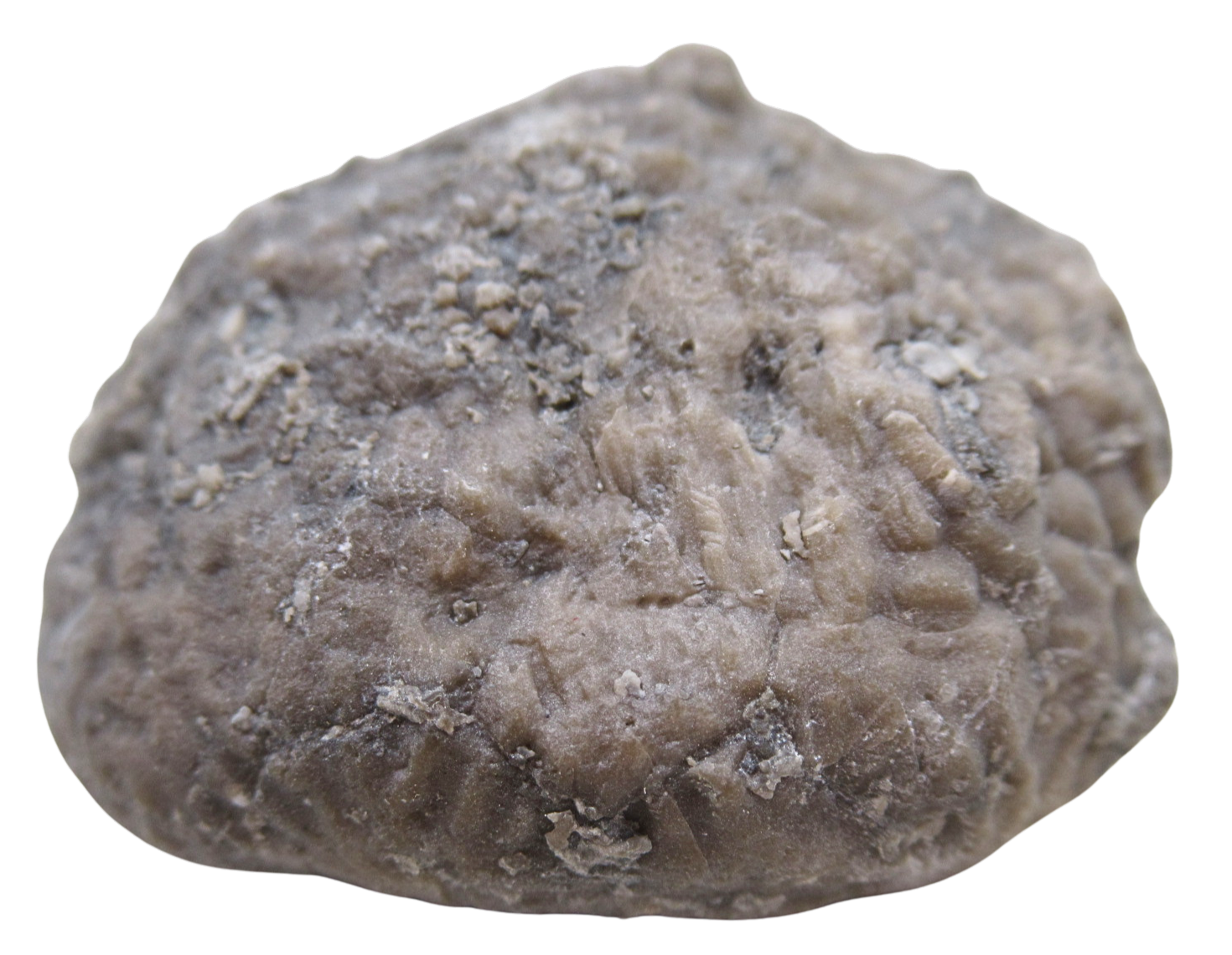 Michigan Crinoid Fossils For Sale Genuine Fossils 11b | Fossils for Sale Michigan Crinoid Fossils For Sale Genuine Fossils 11b