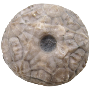 Michigan Crinoid Fossils For Sale Genuine Fossils 12