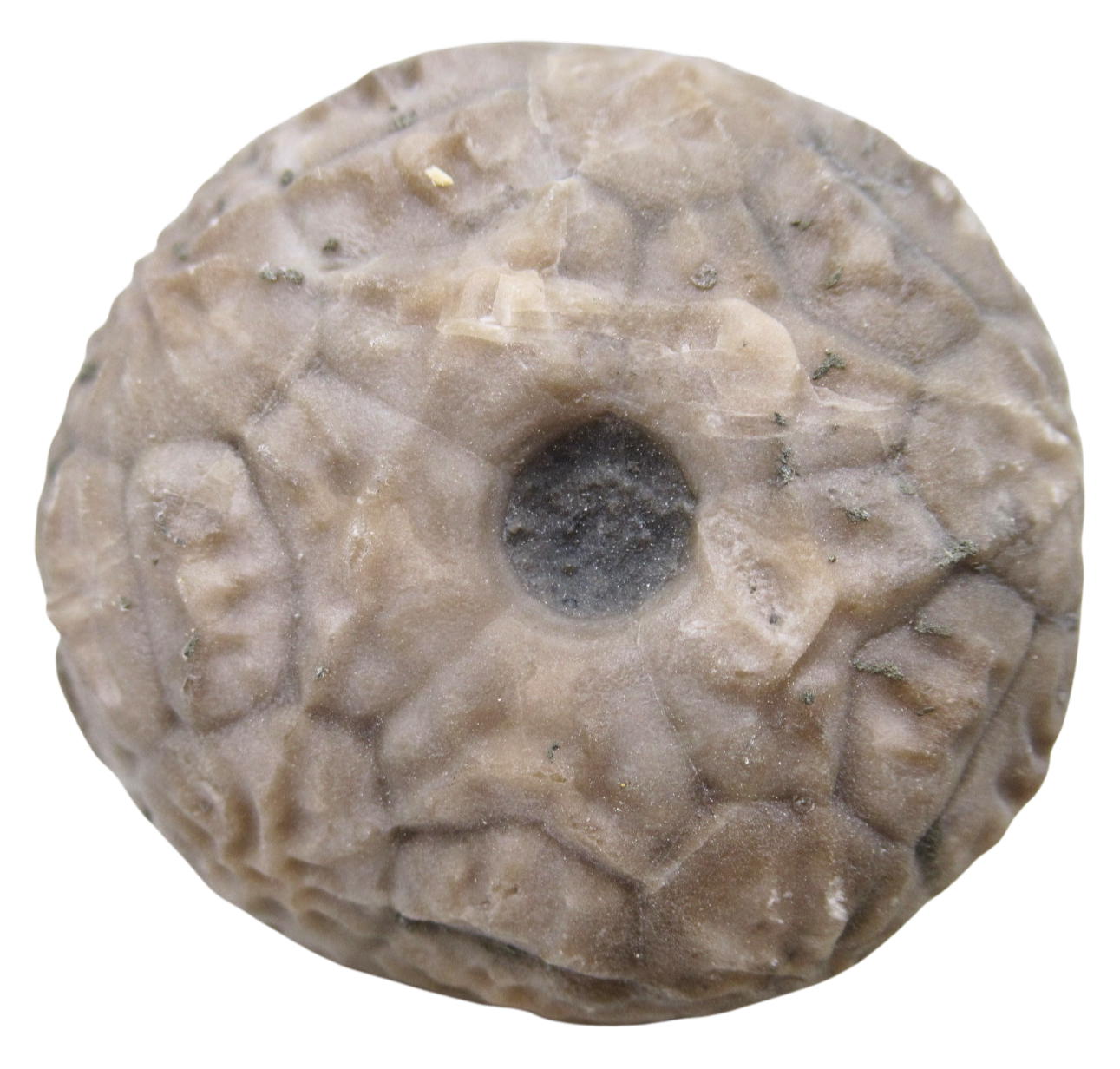 Michigan Crinoid Fossils For Sale Genuine Fossils 12 | Fossils for Sale Michigan Crinoid Fossils For Sale Genuine Fossils 12
