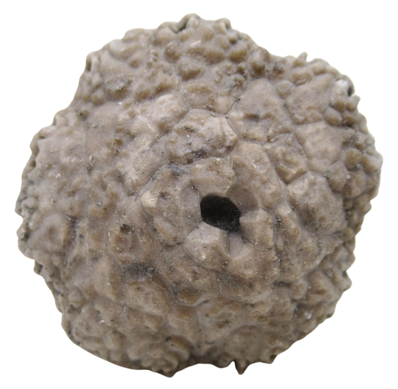 Michigan Crinoid Fossils For Sale Genuine Fossils 12a | Fossils for Sale Michigan Crinoid Fossils For Sale Genuine Fossils 12a