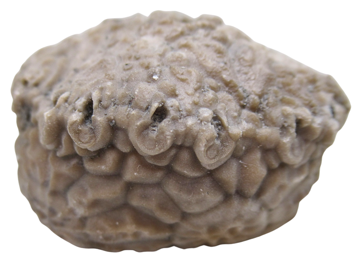 Michigan Crinoid Fossils For Sale Genuine Fossils 12b | Fossils for Sale Michigan Crinoid Fossils For Sale Genuine Fossils 12b