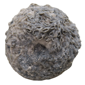 Michigan Crinoid Fossils For Sale Genuine Fossils 13