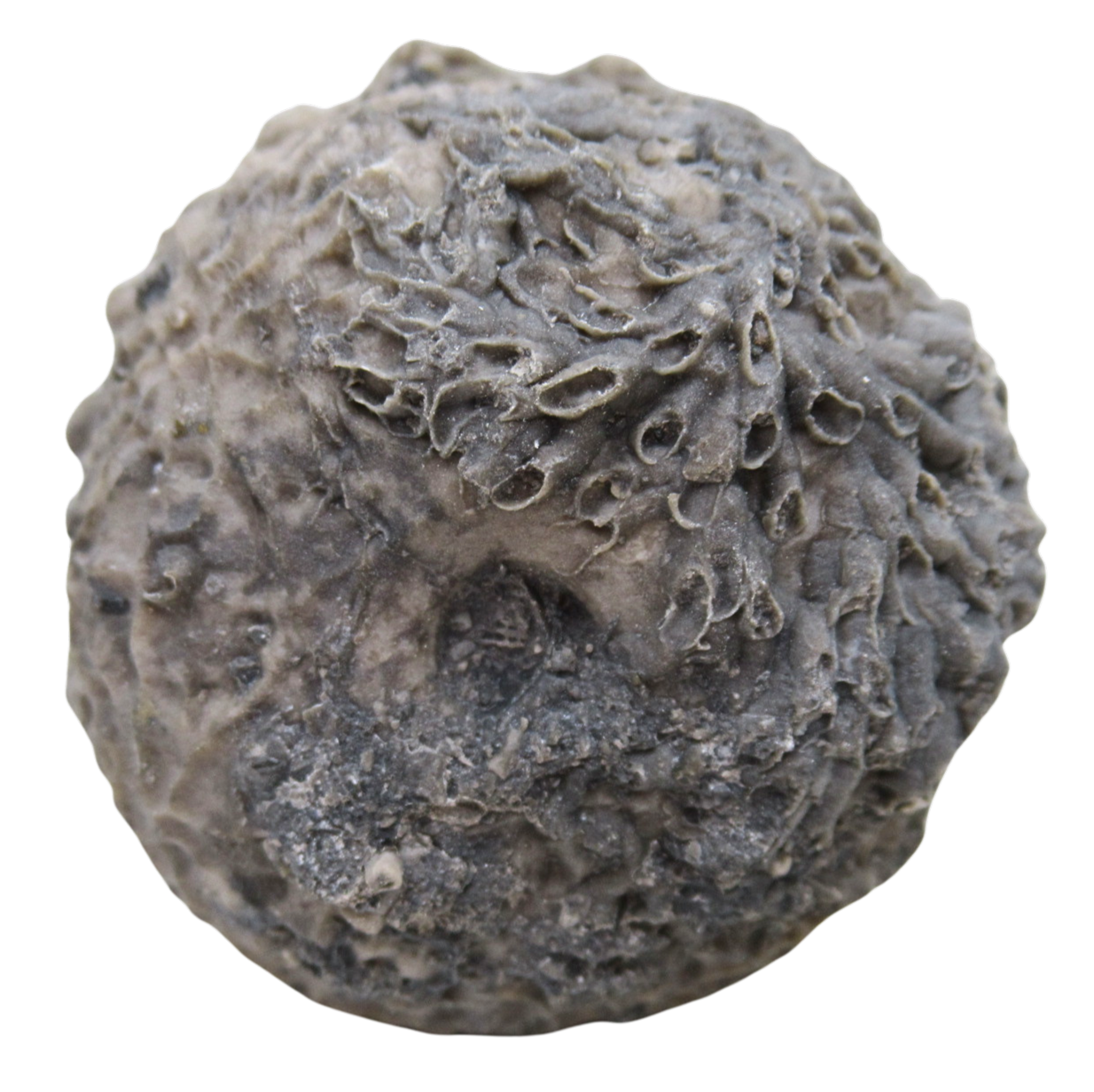 Michigan Crinoid Fossils For Sale Genuine Fossils 13 | Fossils for Sale Michigan Crinoid Fossils For Sale Genuine Fossils 13