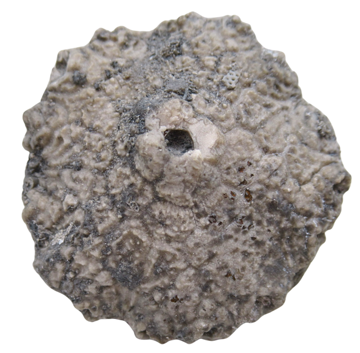 Michigan Crinoid Fossils For Sale Genuine Fossils 13a | Fossils for Sale Michigan Crinoid Fossils For Sale Genuine Fossils 13a