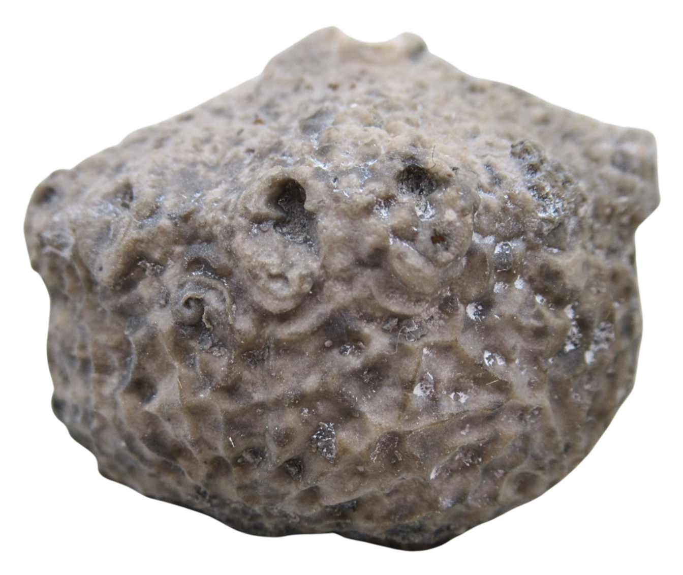 Michigan Crinoid Fossils For Sale Genuine Fossils 13b | Fossils for Sale Michigan Crinoid Fossils For Sale Genuine Fossils 13b