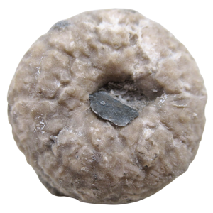 Michigan Crinoid Fossils For Sale Genuine Fossils 14