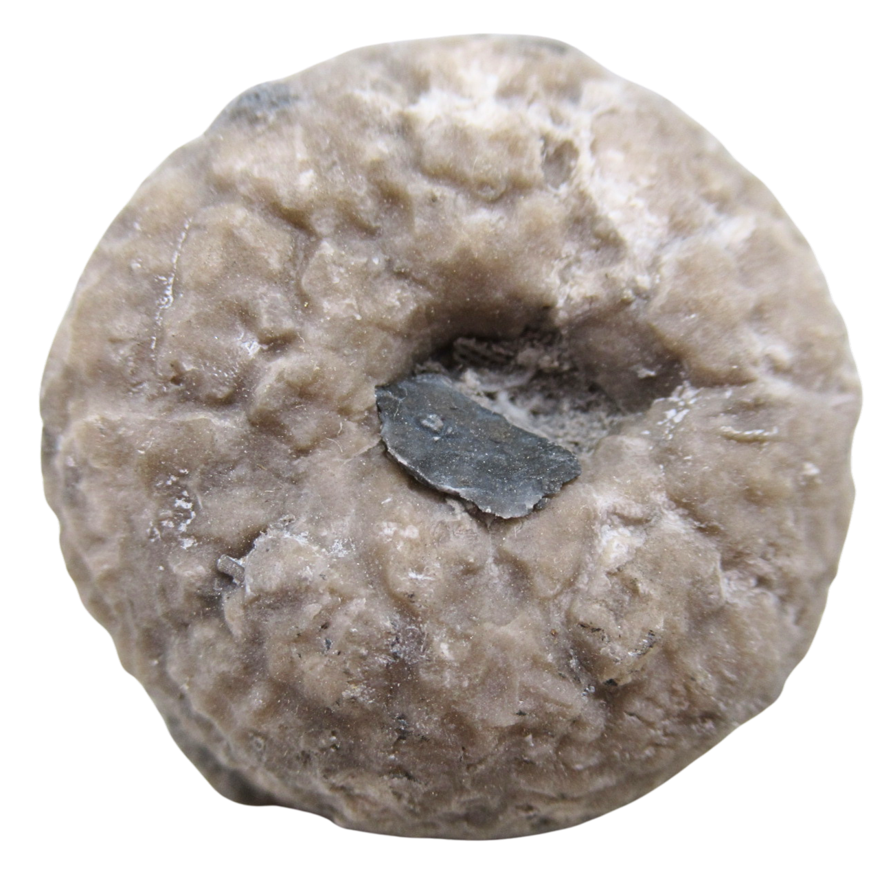 Michigan Crinoid Fossils For Sale Genuine Fossils 14 | Fossils for Sale Michigan Crinoid Fossils For Sale Genuine Fossils 14