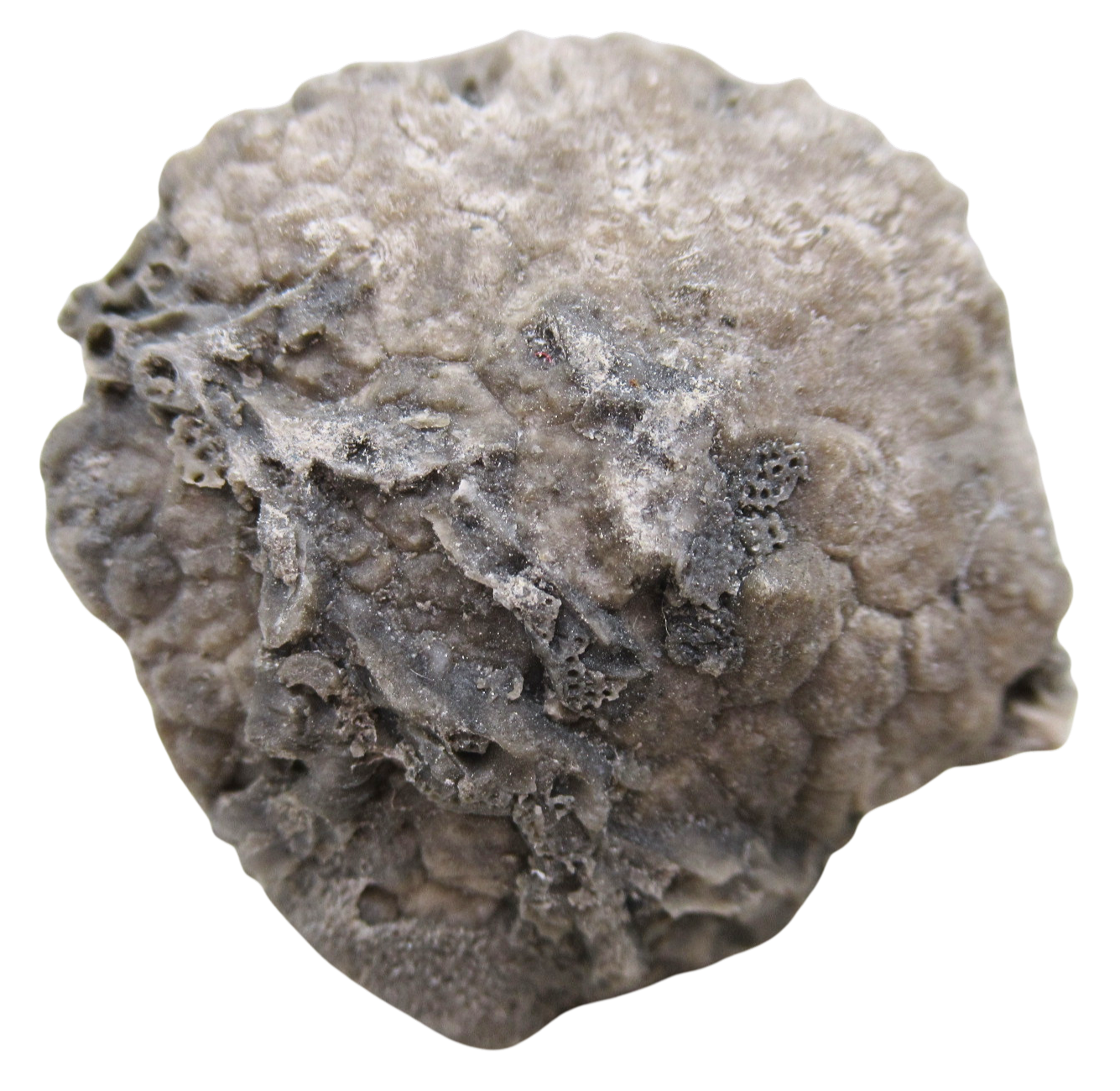 Michigan Crinoid Fossils For Sale Genuine Fossils 14a | Fossils for Sale Michigan Crinoid Fossils For Sale Genuine Fossils 14a