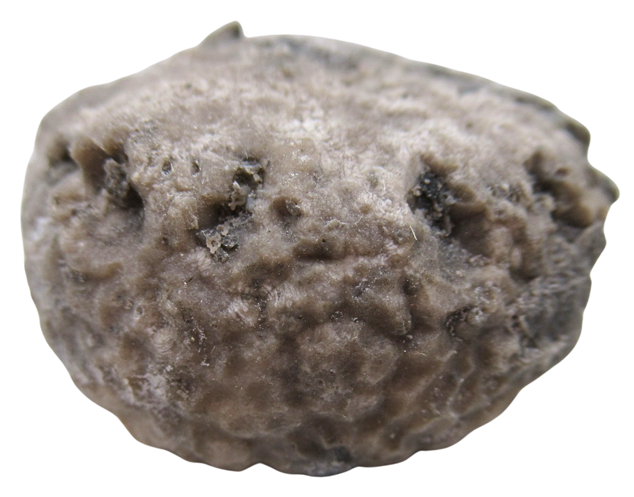 Michigan Crinoid Fossils For Sale Genuine Fossils 14b | Fossils for Sale Michigan Crinoid Fossils For Sale Genuine Fossils 14b