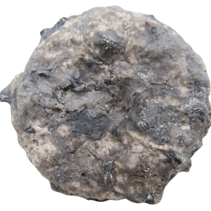 Michigan Crinoid Fossils For Sale Genuine Fossils 15