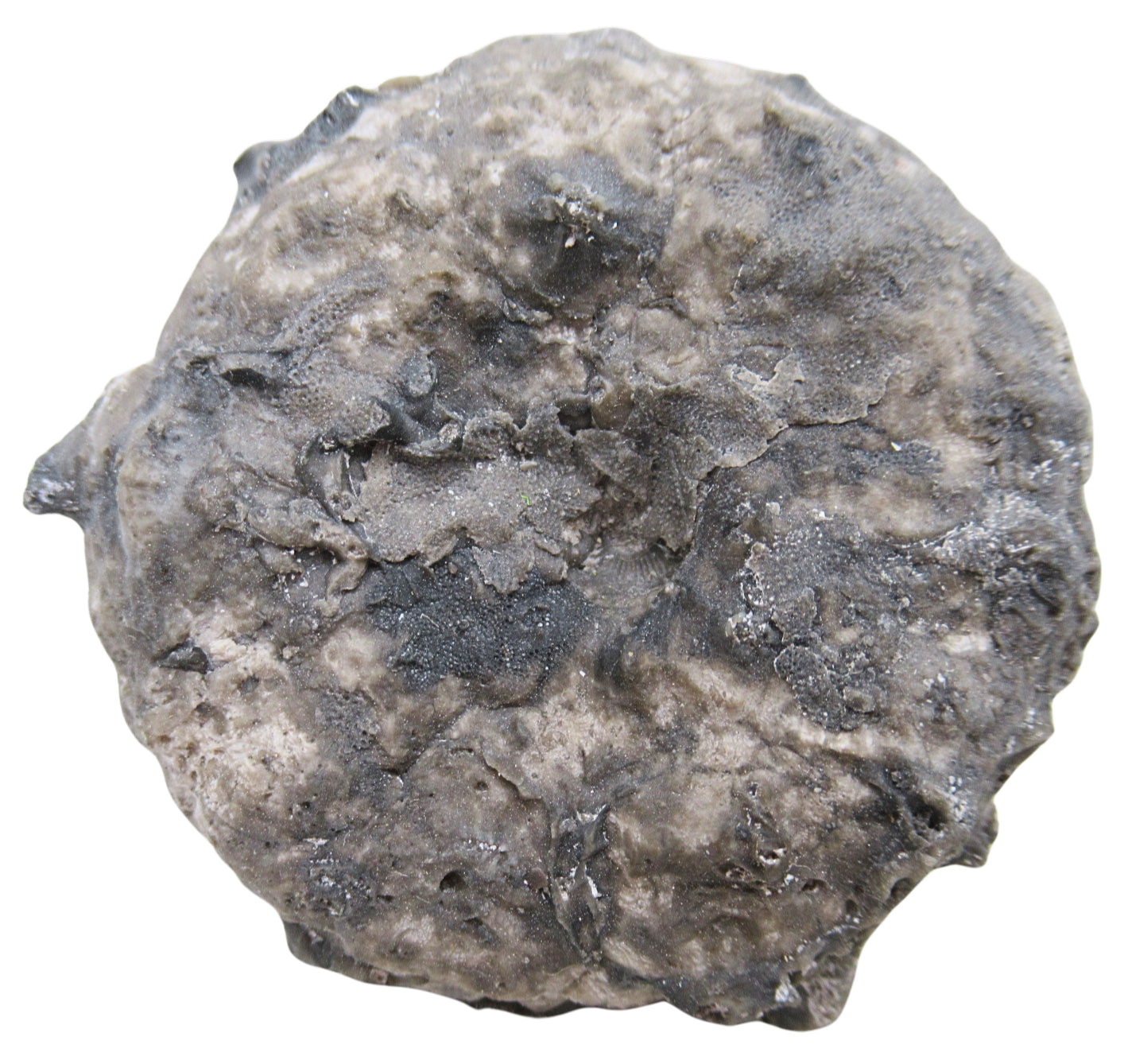Michigan Crinoid Fossils For Sale Genuine Fossils 15 | Fossils for Sale Michigan Crinoid Fossils For Sale Genuine Fossils 15