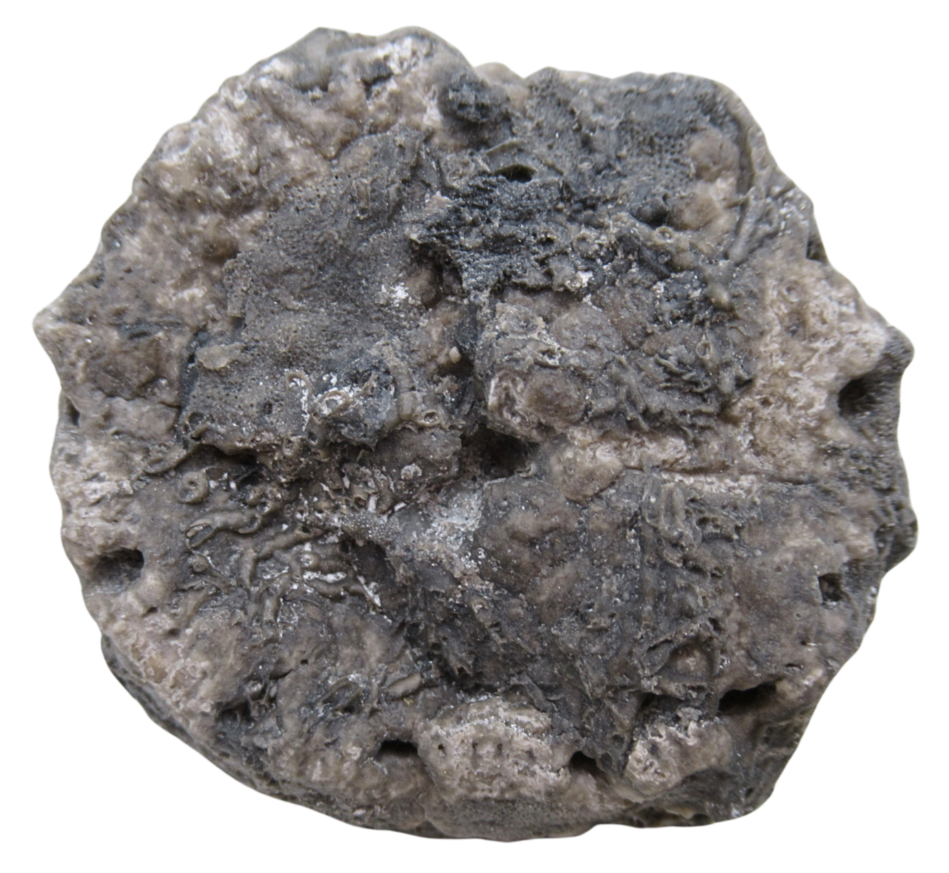 Michigan Crinoid Fossils For Sale Genuine Fossils 15a | Fossils for Sale Michigan Crinoid Fossils For Sale Genuine Fossils 15a