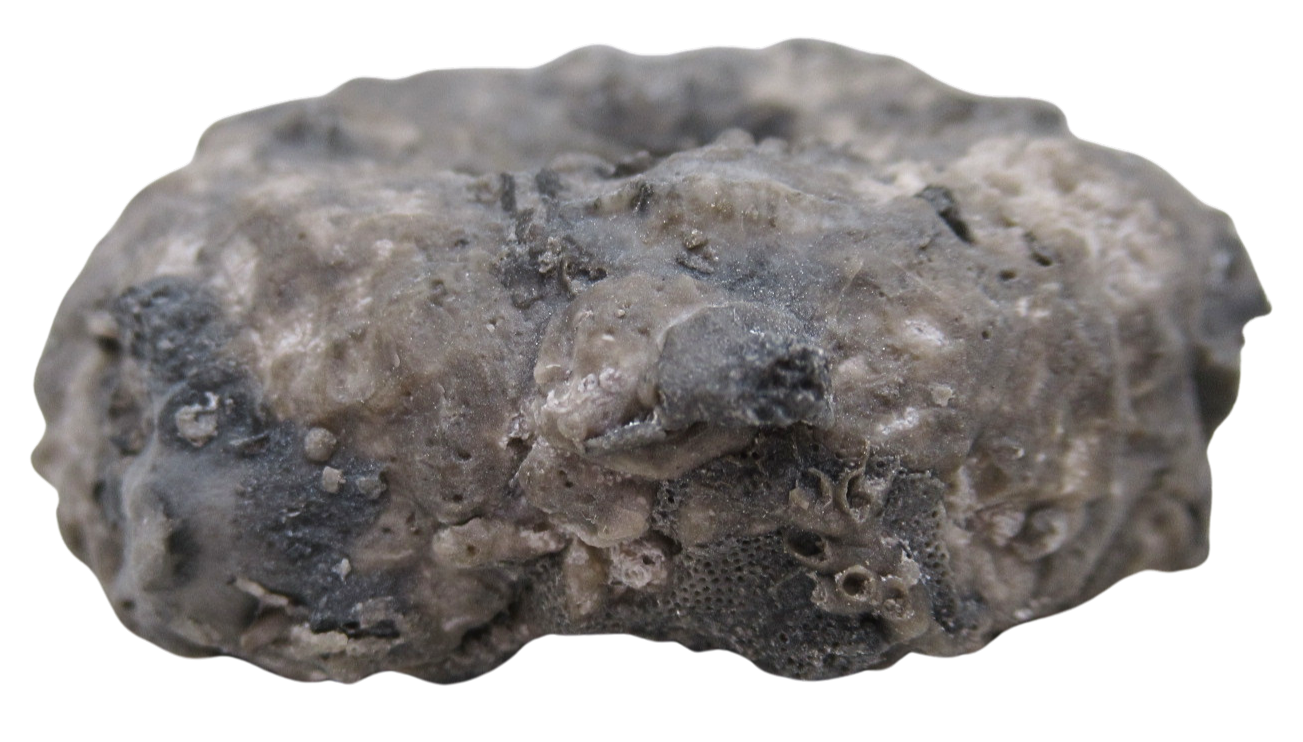 Michigan Crinoid Fossils For Sale Genuine Fossils 15b | Fossils for Sale Michigan Crinoid Fossils For Sale Genuine Fossils 15b