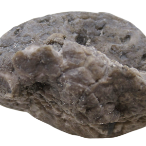 Michigan Crinoid Fossils For Sale Genuine Fossils 16