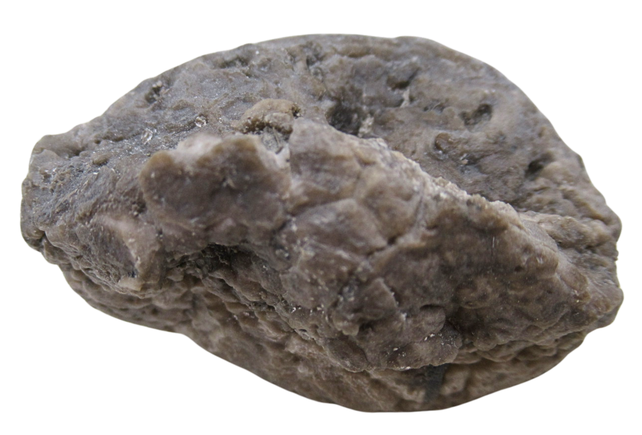 Michigan Crinoid Fossils For Sale Genuine Fossils 16 | Fossils for Sale Michigan Crinoid Fossils For Sale Genuine Fossils 16