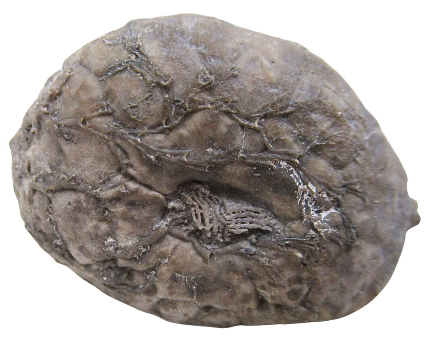 Michigan Crinoid Fossils For Sale Genuine Fossils 16a | Fossils for Sale Michigan Crinoid Fossils For Sale Genuine Fossils 16a