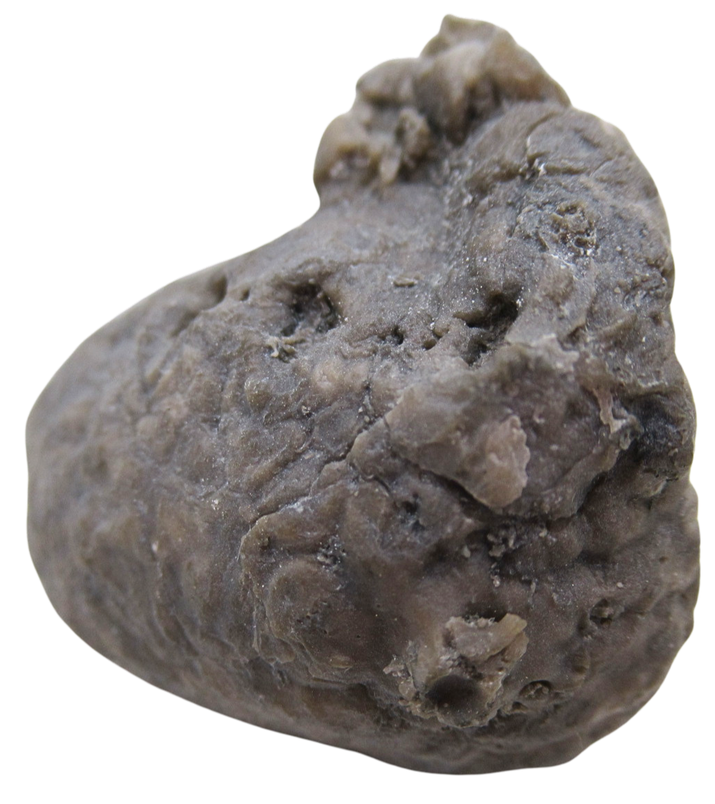 Michigan Crinoid Fossils For Sale Genuine Fossils 16b | Fossils for Sale Michigan Crinoid Fossils For Sale Genuine Fossils 16b