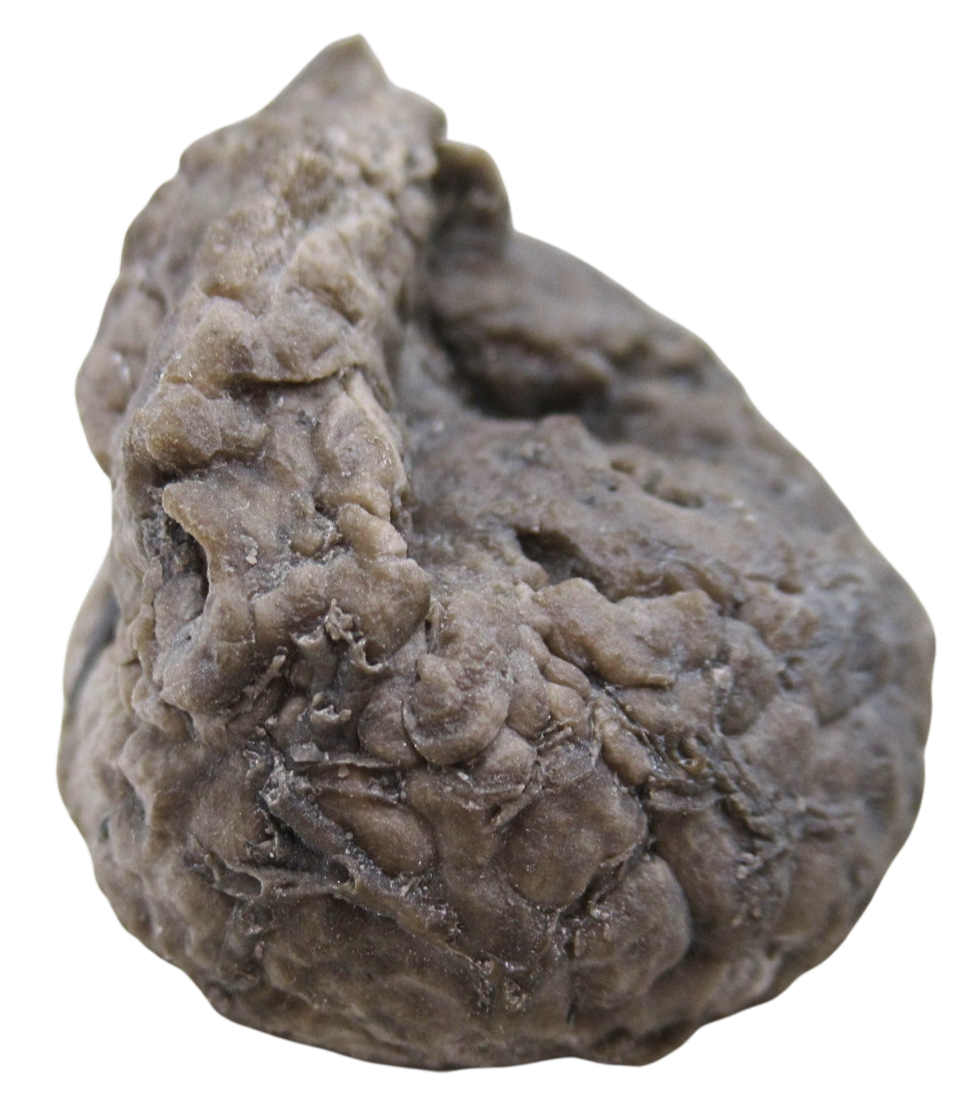 Michigan Crinoid Fossils For Sale Genuine Fossils 16c | Fossils for Sale Michigan Crinoid Fossils For Sale Genuine Fossils 16c