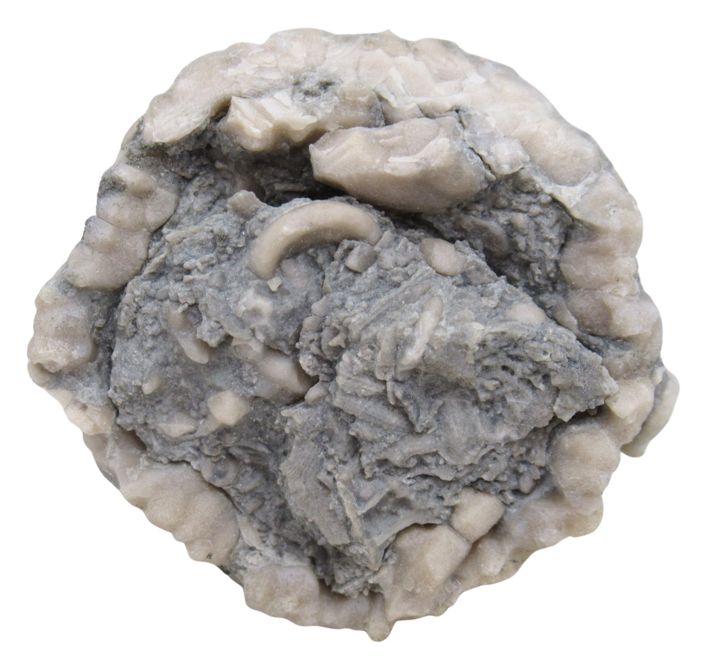 Michigan Crinoid Fossils For Sale Genuine Fossils 1a | Fossils for Sale Michigan Crinoid Fossils For Sale Genuine Fossils 1a