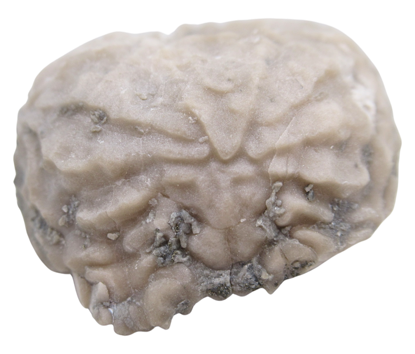 Michigan Crinoid Fossils For Sale Genuine Fossils 1b | Fossils for Sale Michigan Crinoid Fossils For Sale Genuine Fossils 1b
