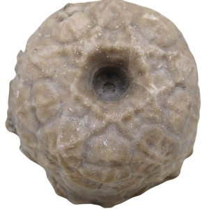 Michigan Crinoid Fossils For Sale Genuine Fossils 2